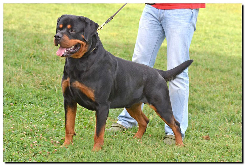 Excalibur vom Quercus Wald Excalibur vom Quercus Wald